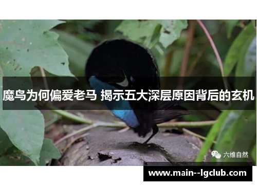 魔鸟为何偏爱老马 揭示五大深层原因背后的玄机